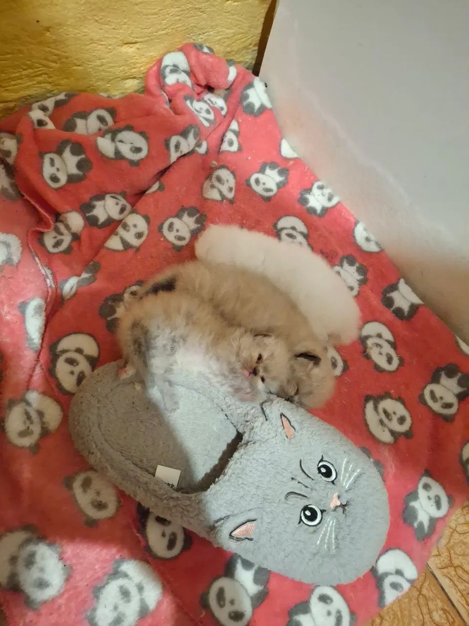 Gato persa  - Foto 2