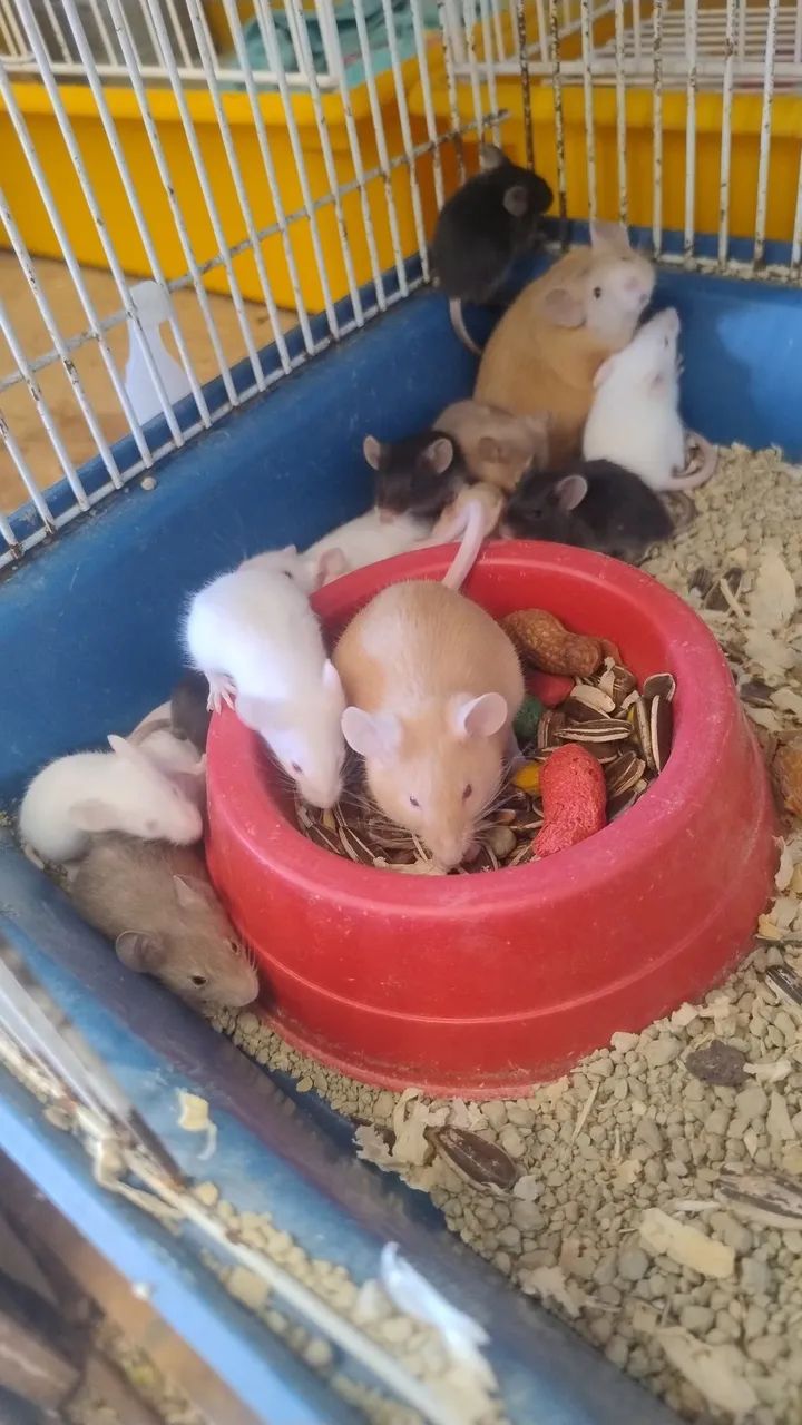 mouse446520082333050882
