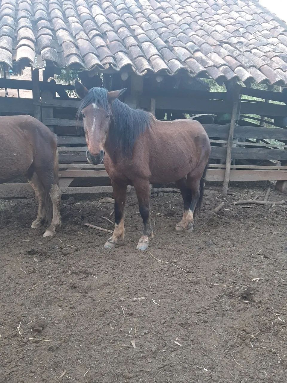 Cavalos  - Foto 4