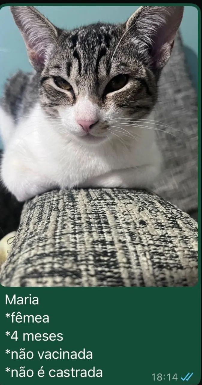 DOAÇÃO DE GATINHOS (VILA SÔNIA SP) - Foto 2