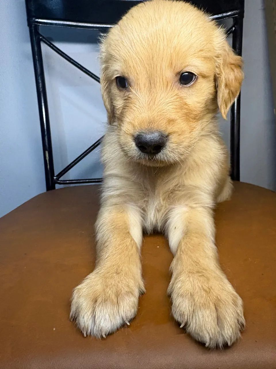 Golden Retriever  - Foto 5