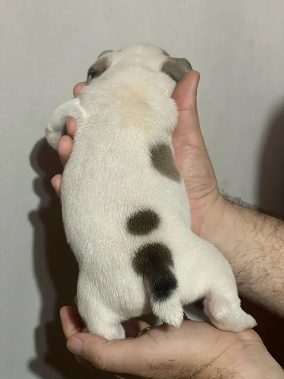 American bully exotic  - Foto 2