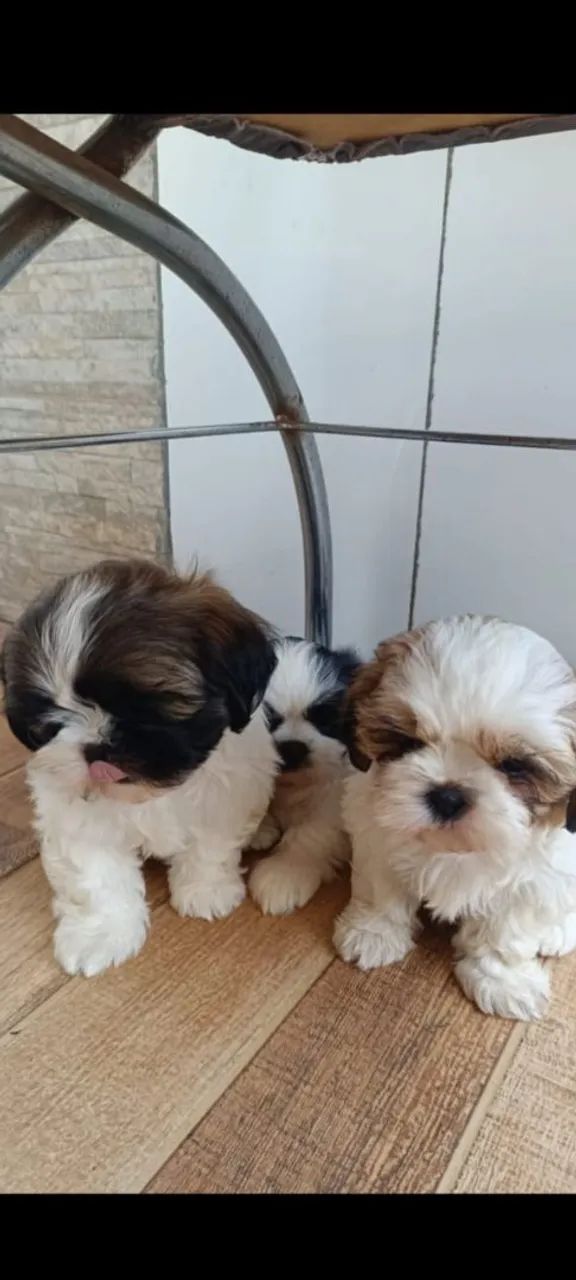 Shih Tzu  - Foto 3