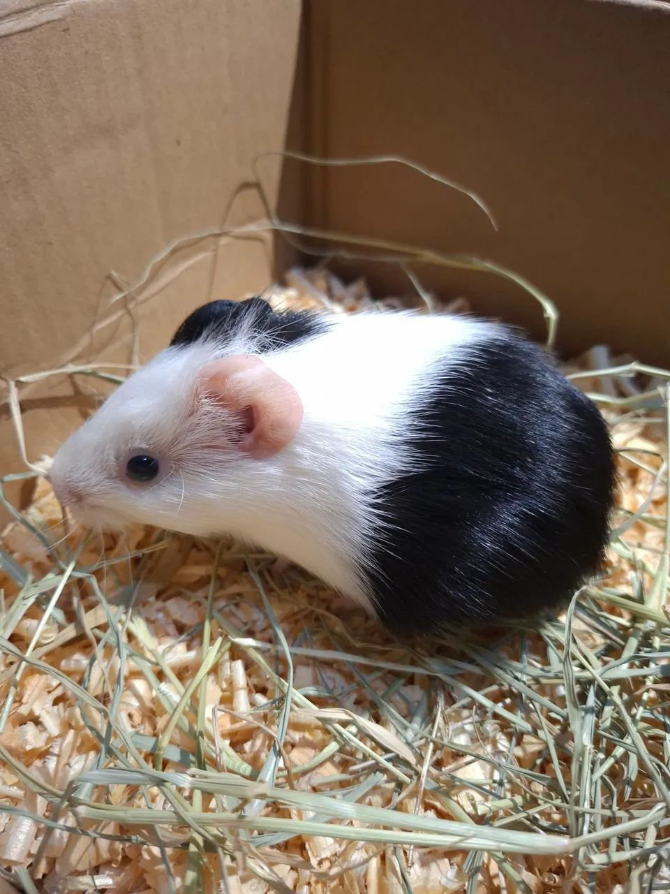 Porquinho da india - Foto 4