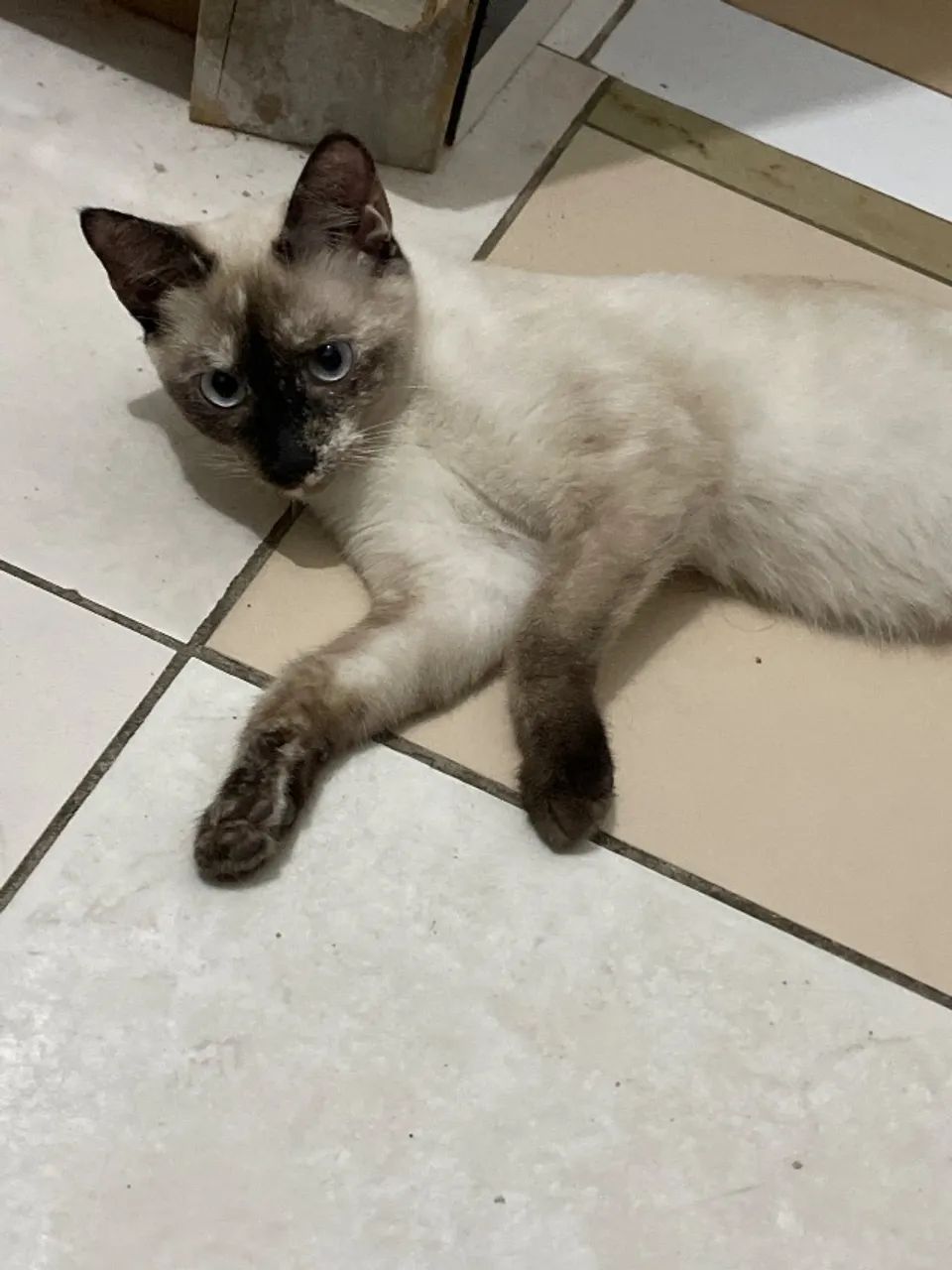 Doação de gato siamês  - Foto 2