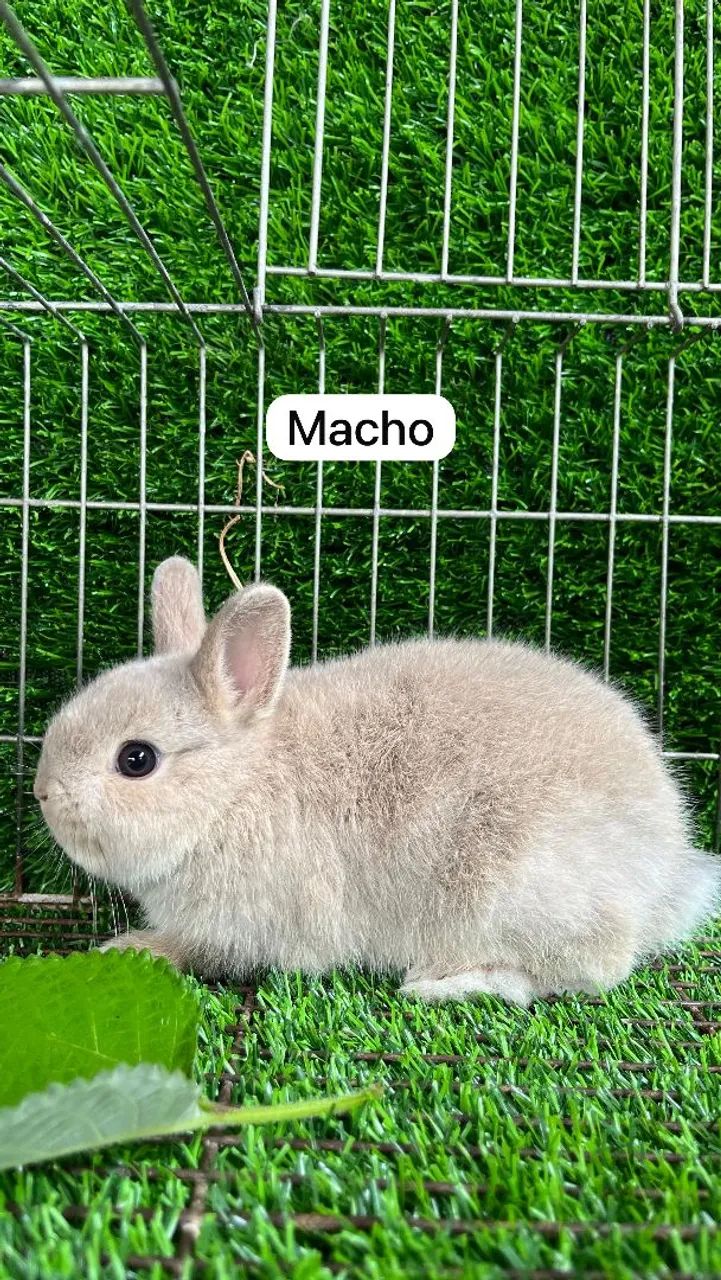 Mini coelho - Foto 3