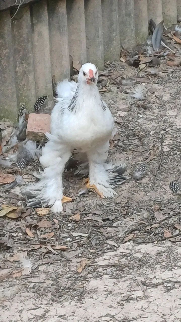 Machos brahma light 