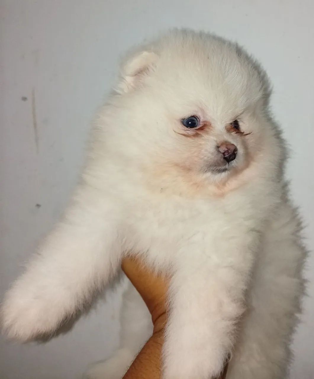 Spitz alemão anão macho. - Foto 4