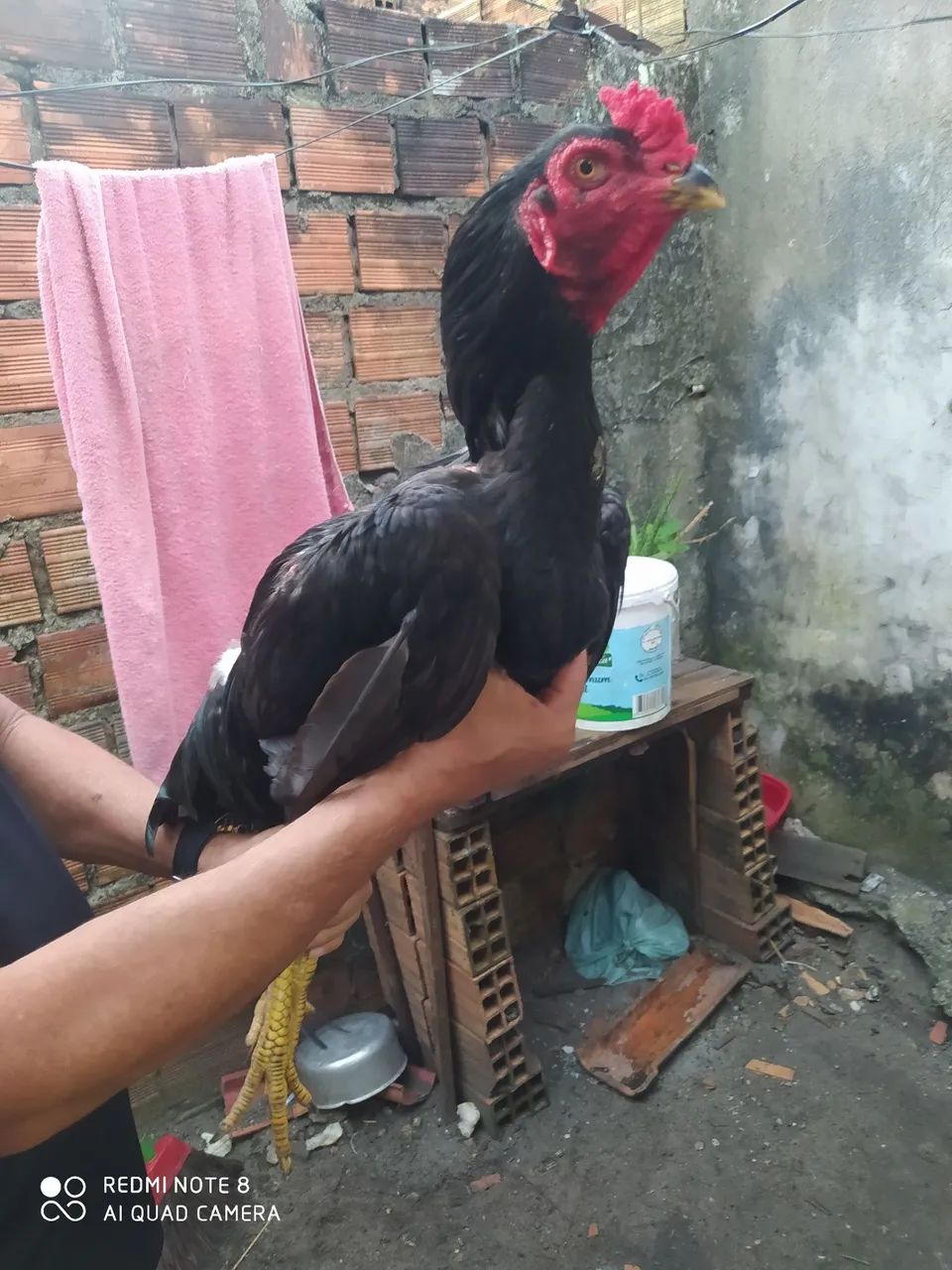 Frango de raça de moura - Foto 4