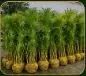 Plantas - Foto 4