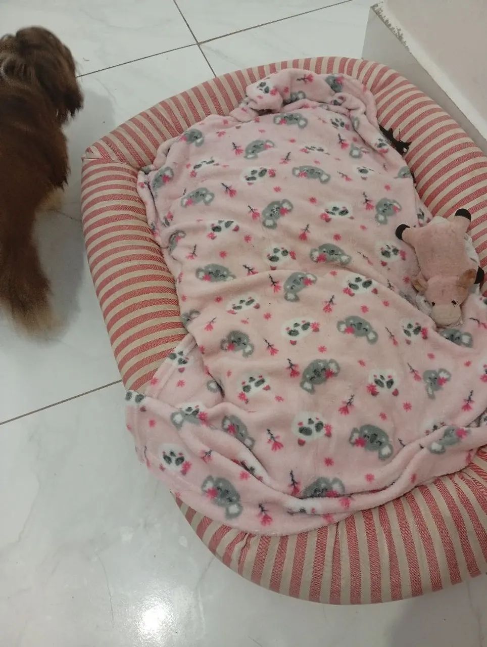 Caminha pet  - Foto 3