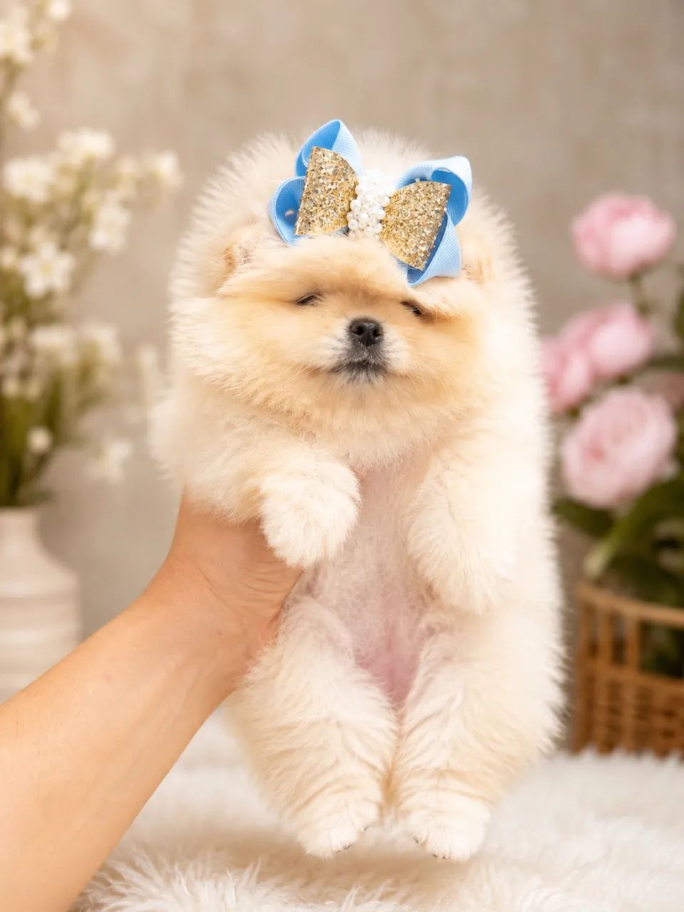 Lulu da pomerania  - Foto 2
