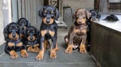 Doberman Macho e Fêmea 