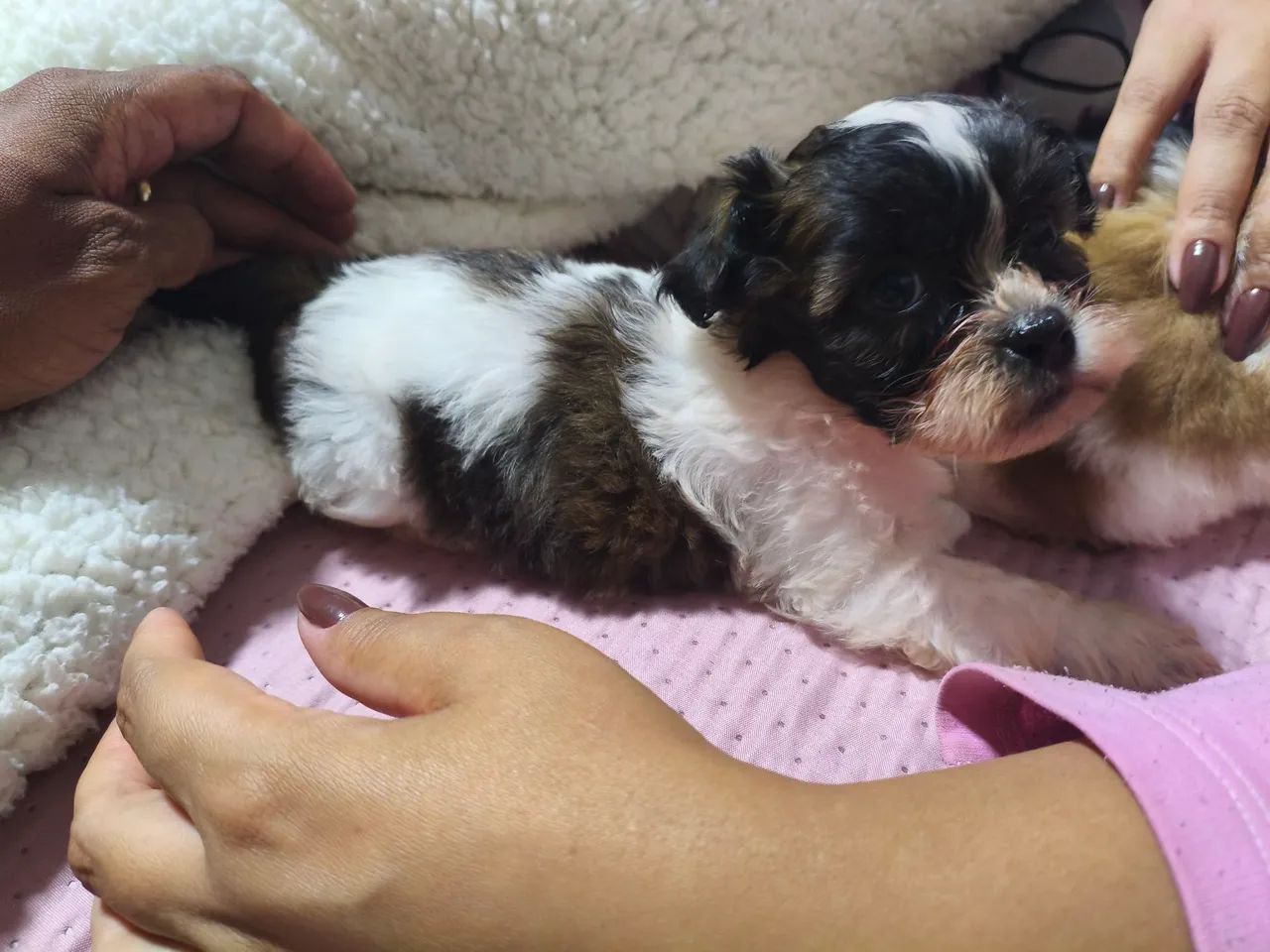 Cachorro 