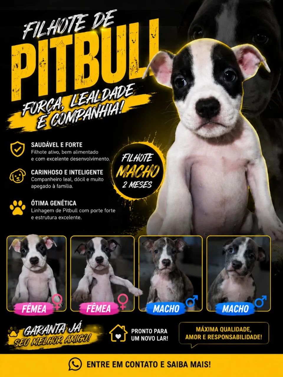 FILHOTES DE PITBULL