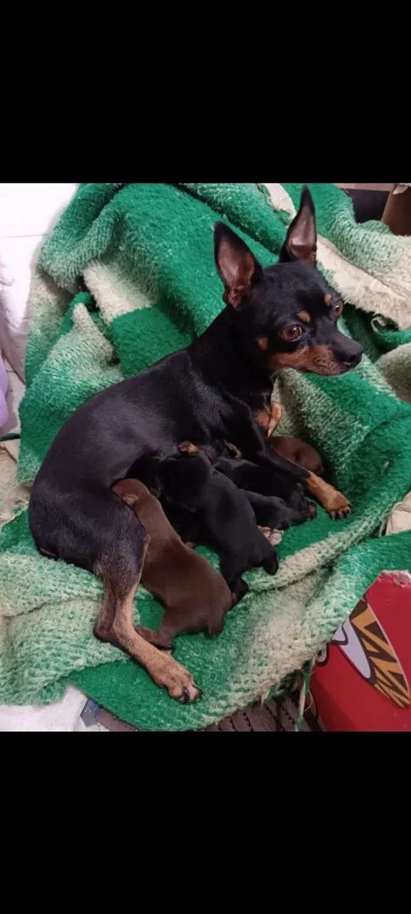 Vendo Pincher Macho e fêmeas