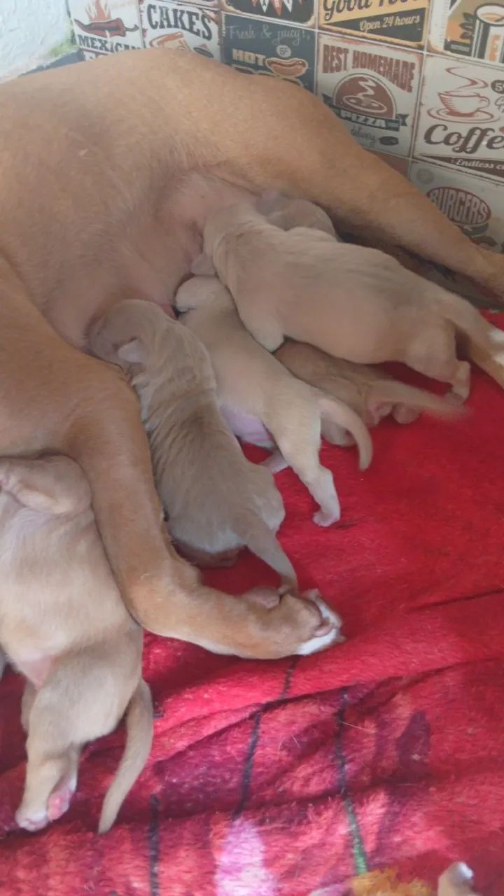 Vendo e aceito encomendas de pitmonster  - Foto 3
