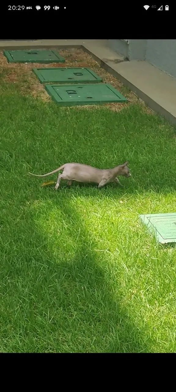 Filhote sphynx dwelf - Foto 3