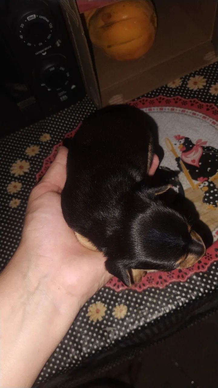 Pinscher  - Foto 2