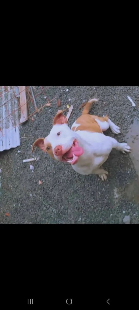 Filhotes disponíveis pitbull  - Foto 2