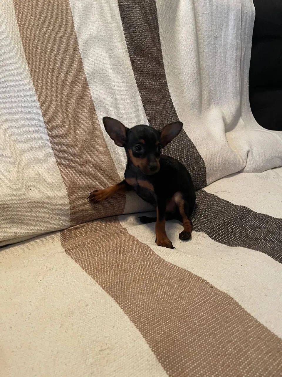 Pinscher 0  - Foto 2