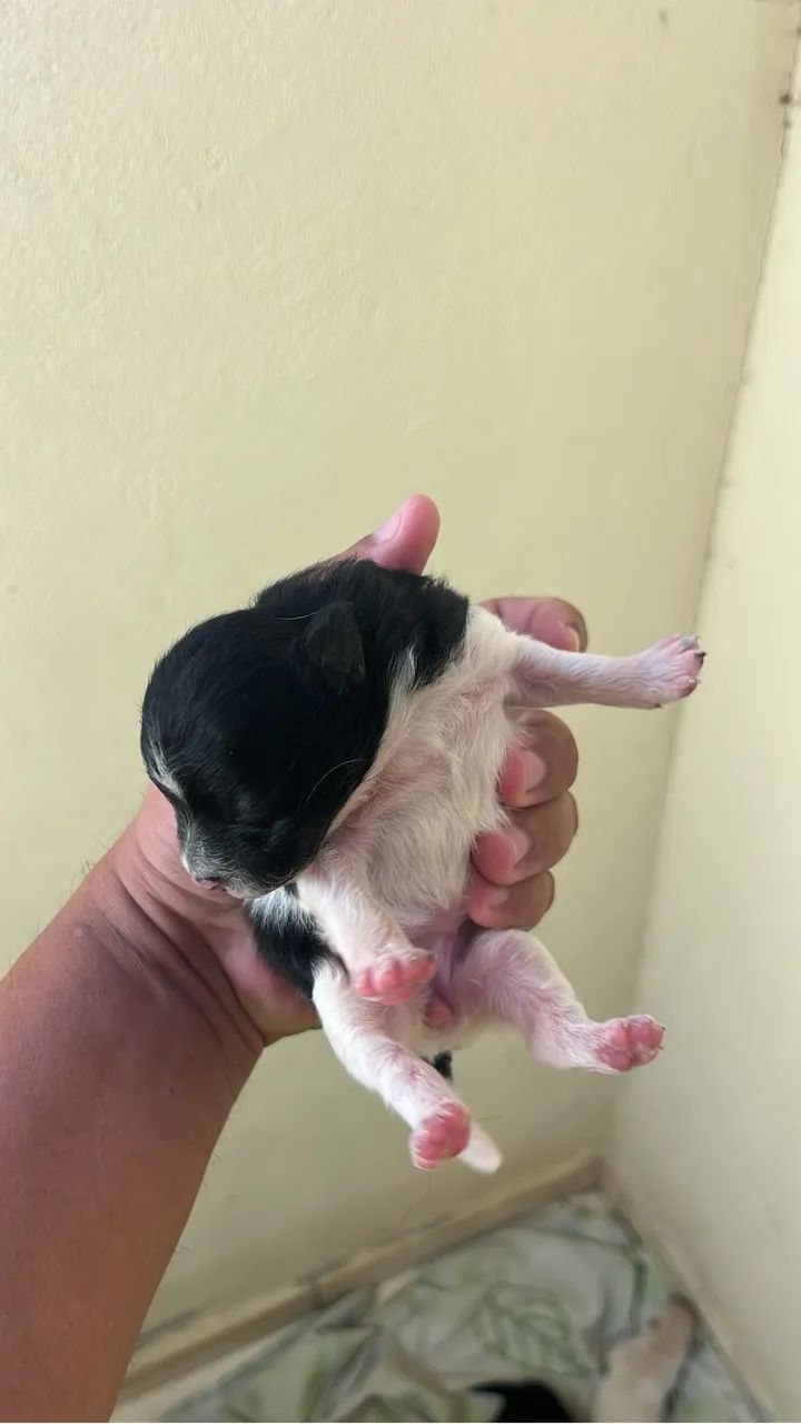 Cachorro  - Foto 4
