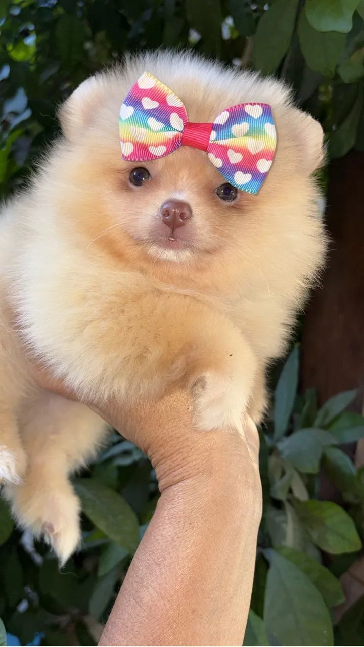 Spitz  - Foto 3