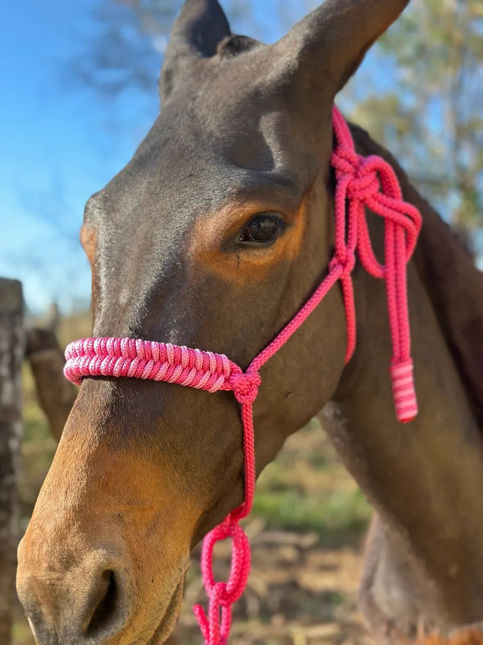 Cabresto 7 nós com detalhe 