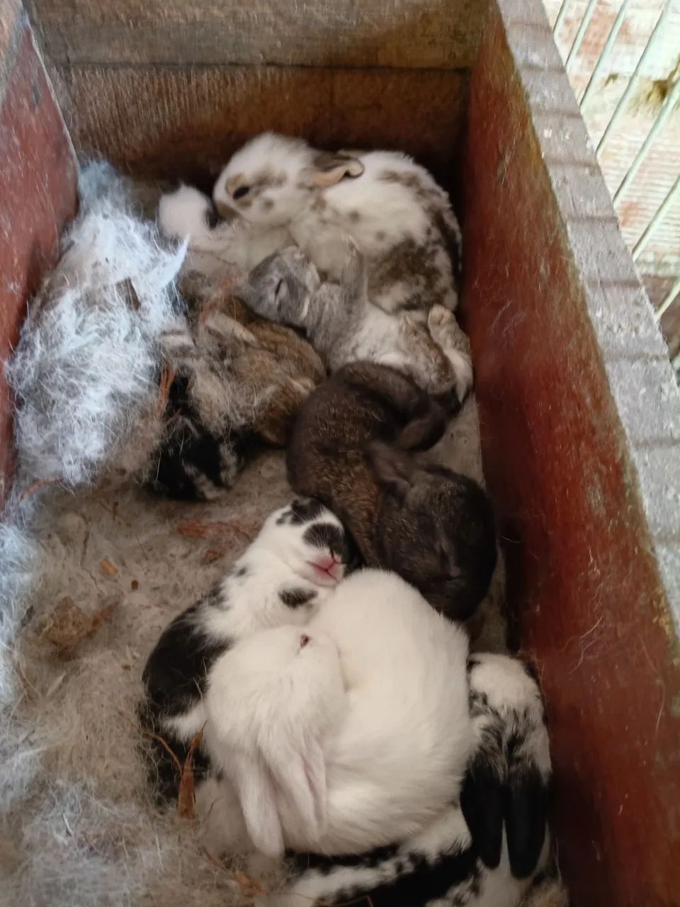 Coelhos 