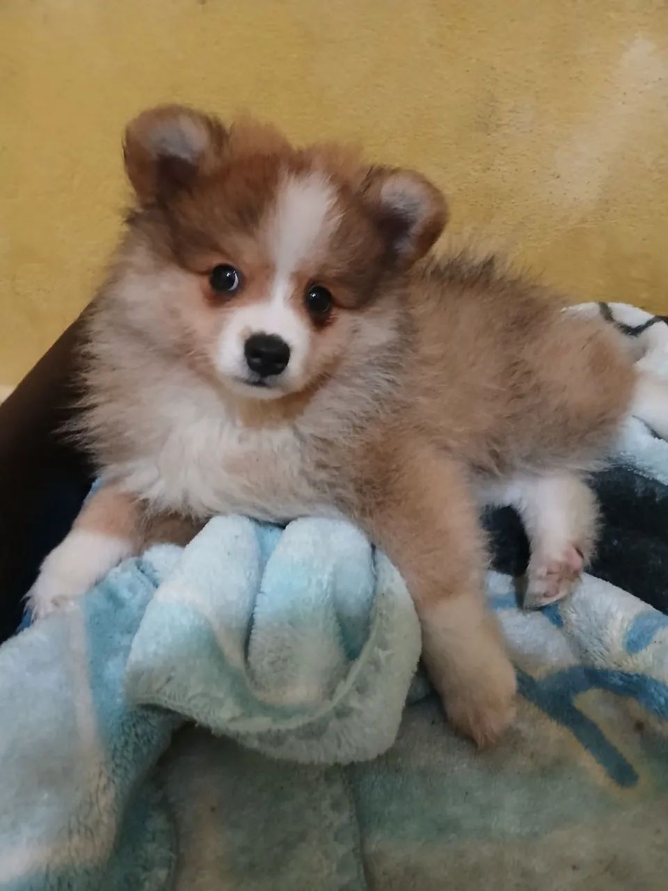 Vendo filhote de Spitz Alemão 