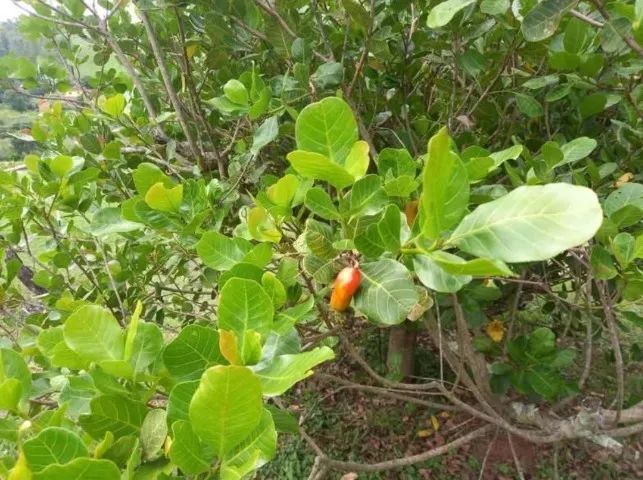 sitio em silvianópolis MG com 30 mil m² - Foto 3