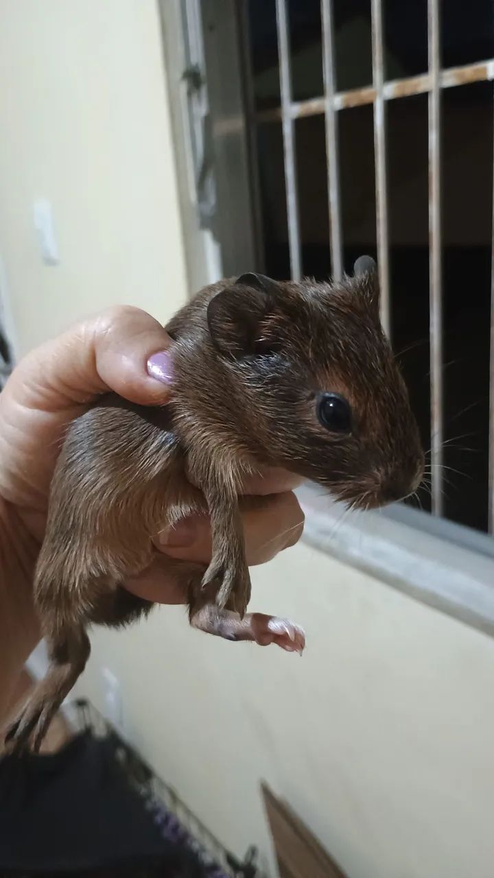 Porquinho da índia 