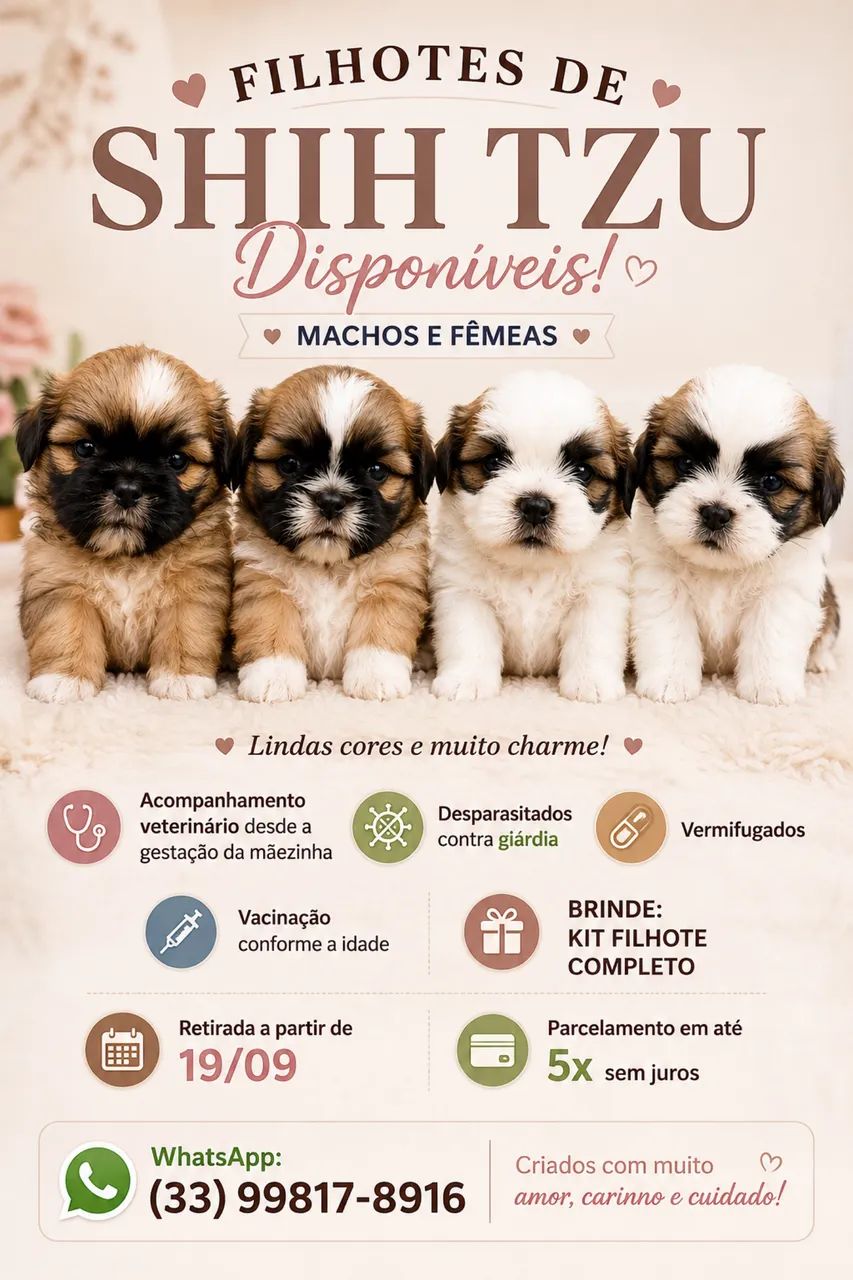 Shih Tzu