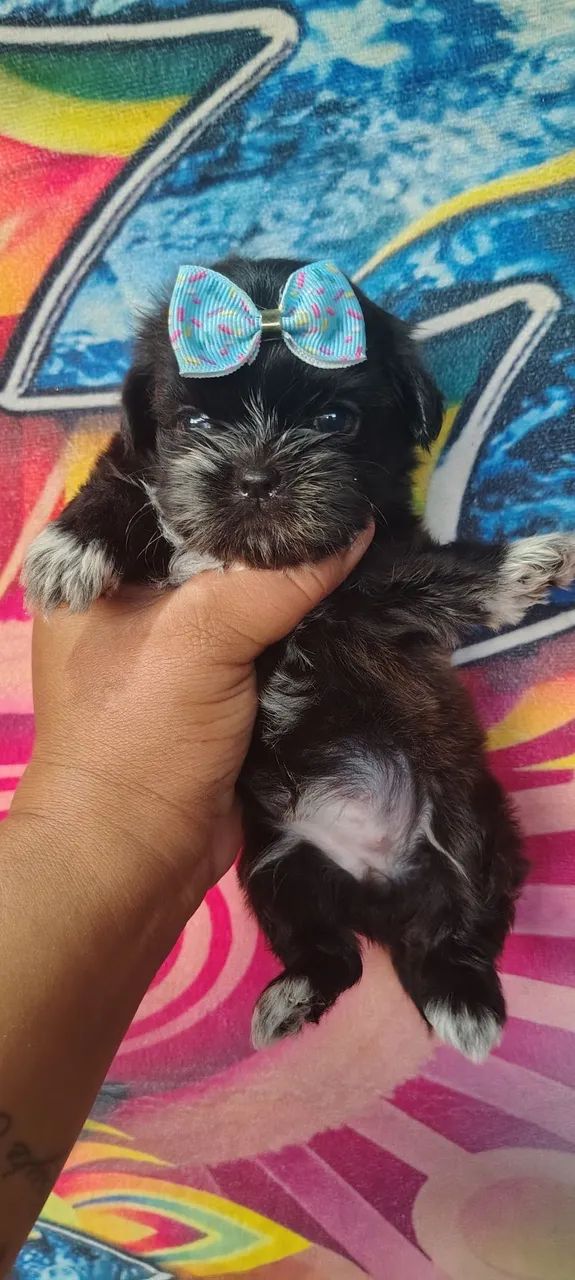 Vendo shiituz mine feminha e macho  - Foto 3