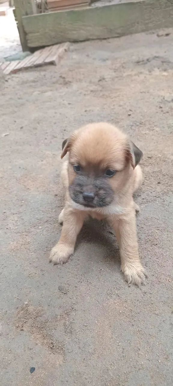 Chow-chow mestiços  - Foto 2