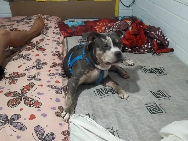 Cachorro - Foto 4