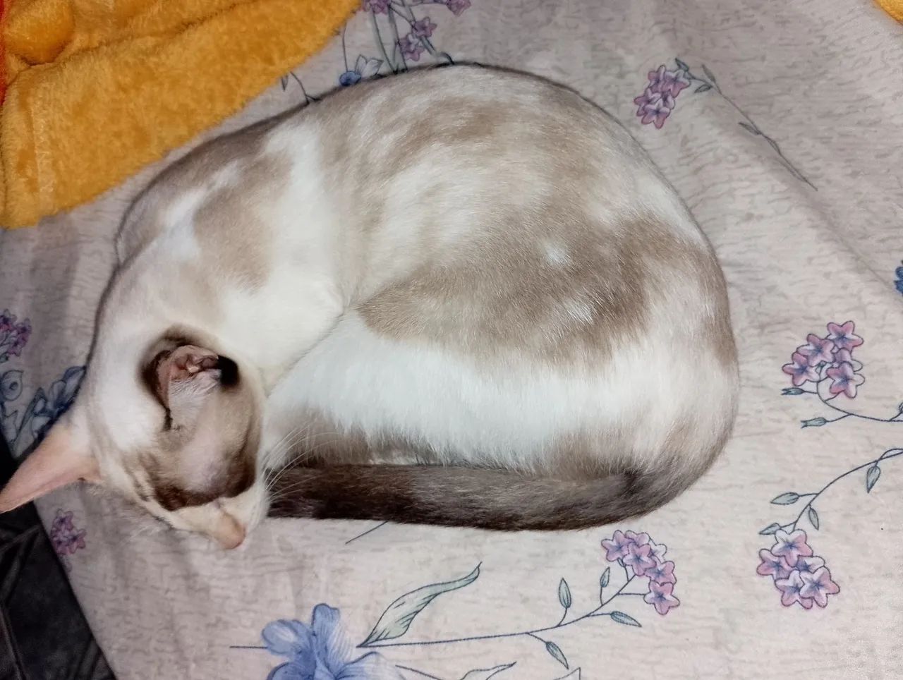 Gata adoção  - Foto 3