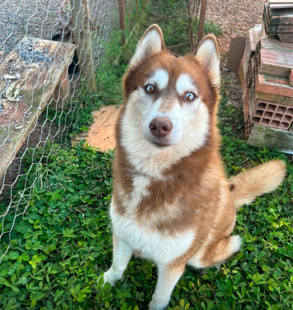 Husky Siberiano  - Foto 2