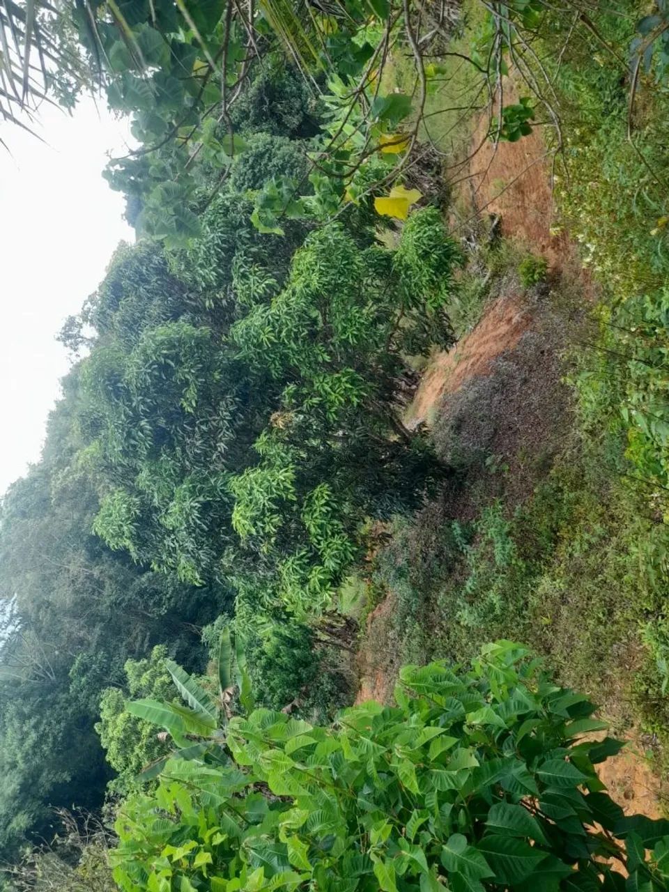 Vendo lindo terreno em Santa Teresa - Foto 4