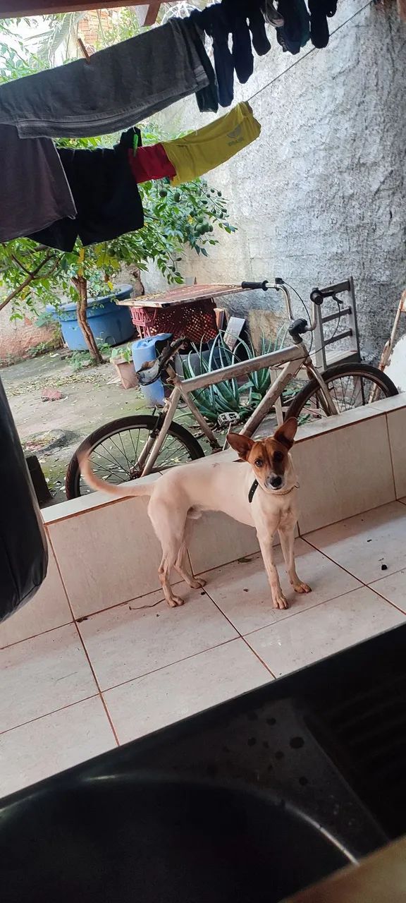 Doa - se um cachorro - Foto 3