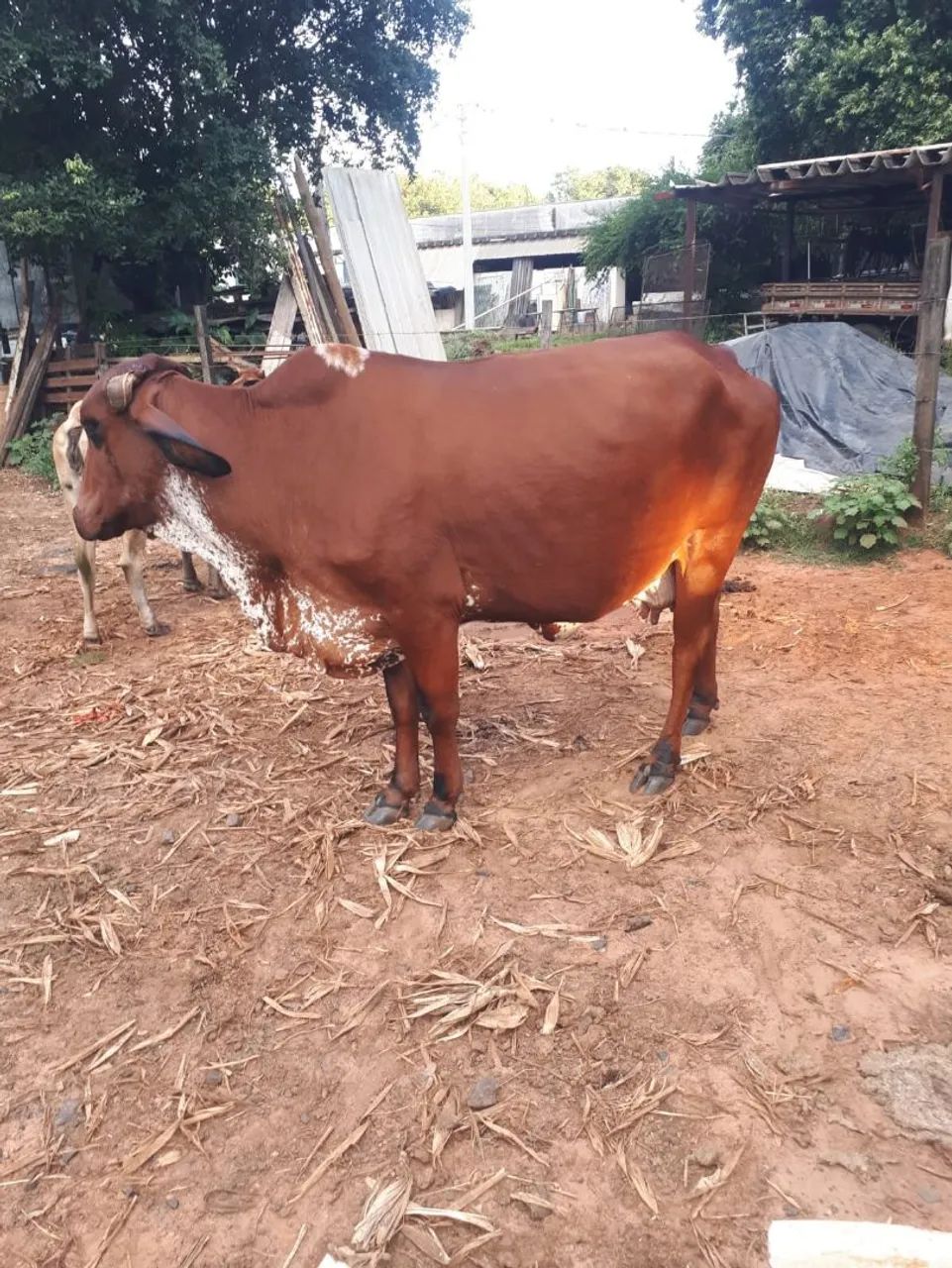 Vaca leiteira - Foto 4