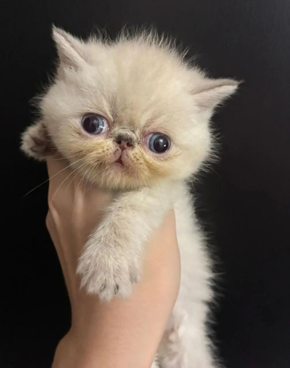 Machos exóticos olhos azuis 