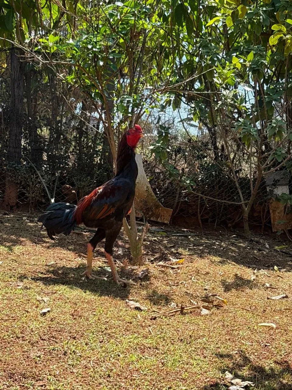 Indio gigante  - Foto 4