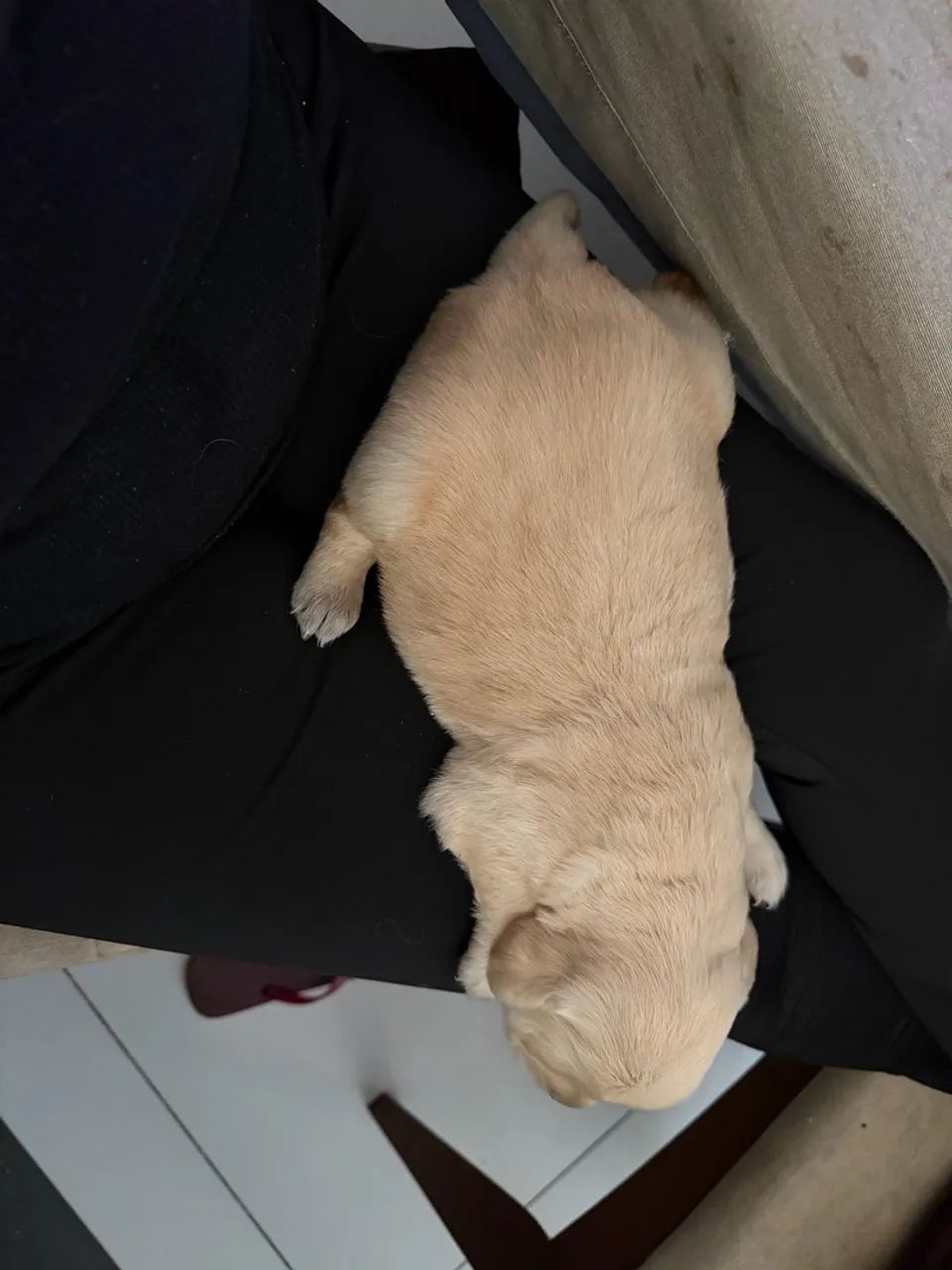 Golden retriver  - Foto 2
