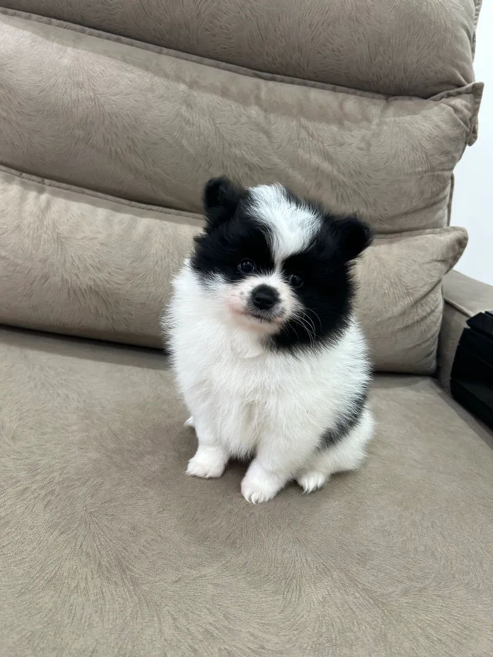 Spitz Alemão (Macho) - Foto 4