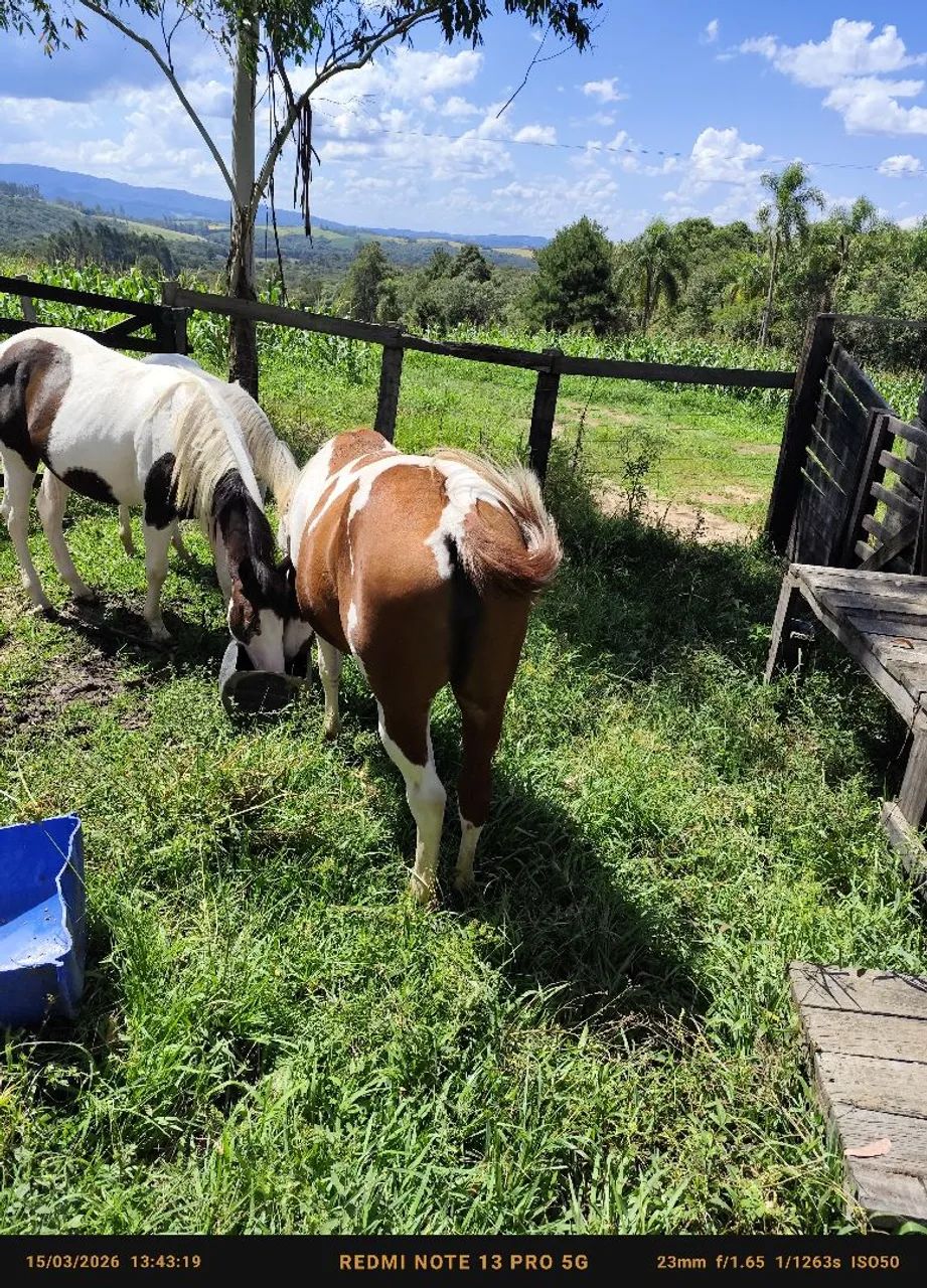 Potros Paint Horse 