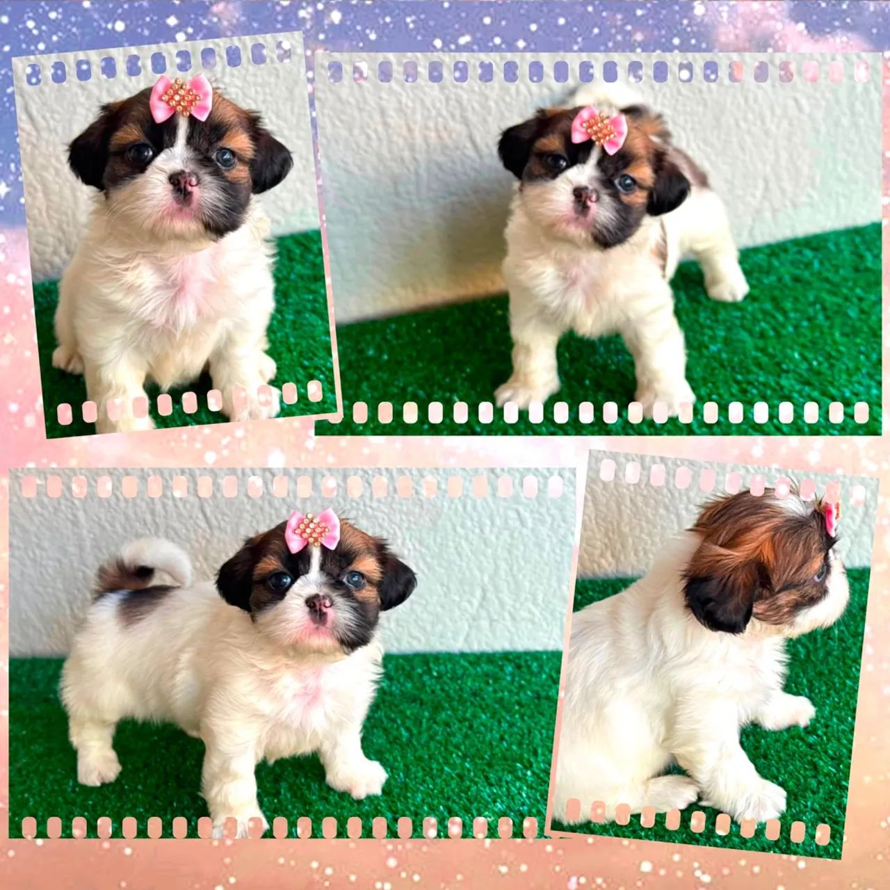 Shihtzu feminhas e machinhos !!!