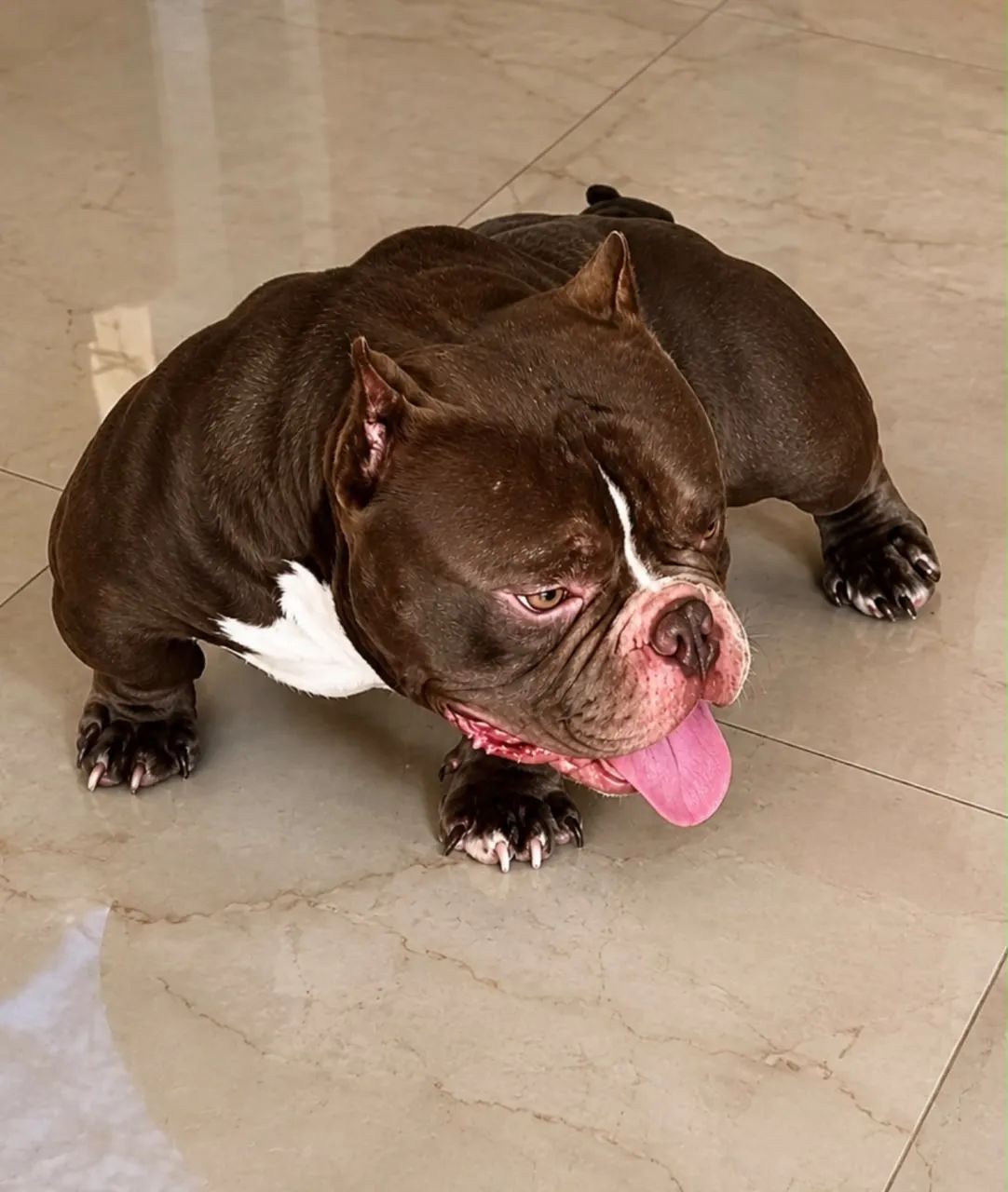 American Bully Micro Cobertura  - Foto 2