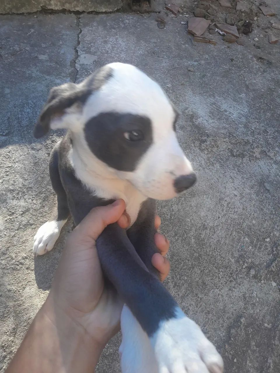 Pitbull american Blue nose 
