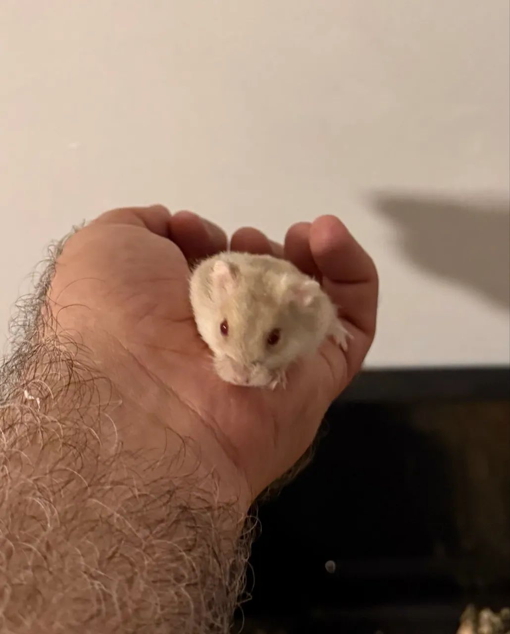 Filhotes Hamster Sírio 65203711332993120